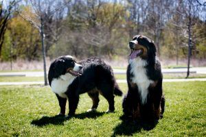 champion bernese mountain dogs for adoption