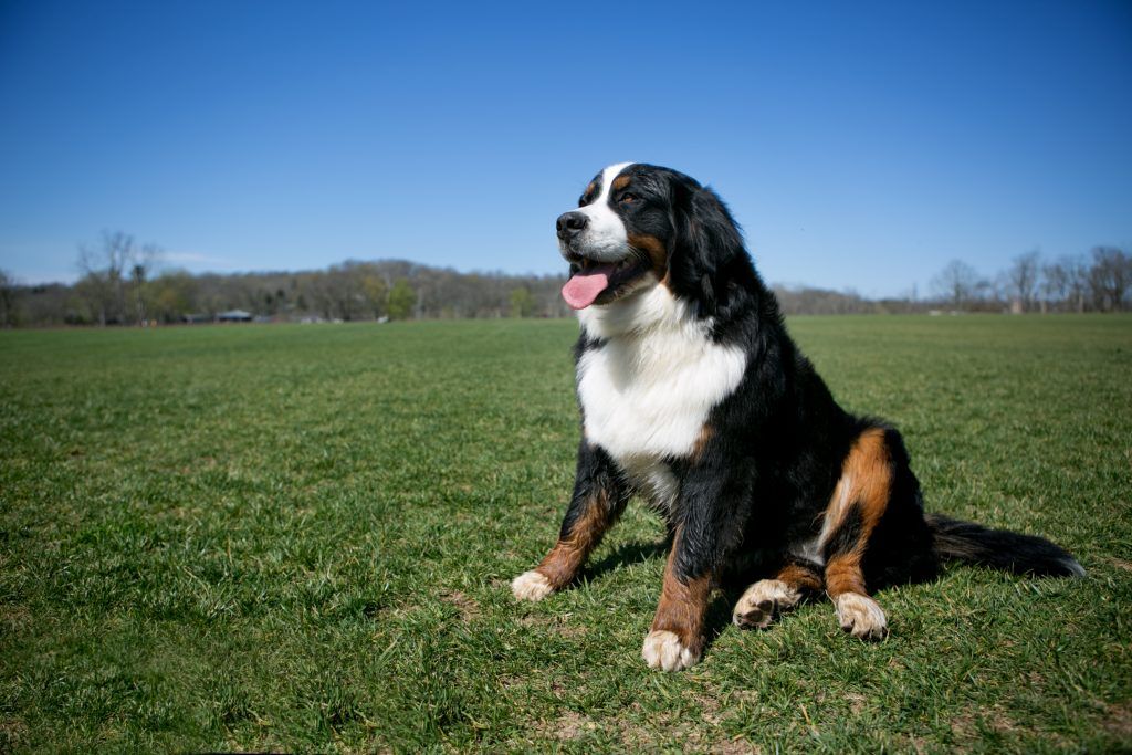 bernese mountain dogs for adoption Bernie's Berners