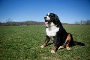 bernese mountain dogs available for adoption