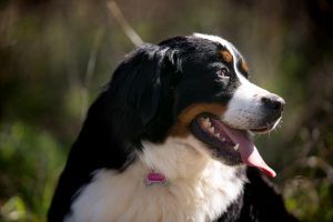 female bernese mountain dog